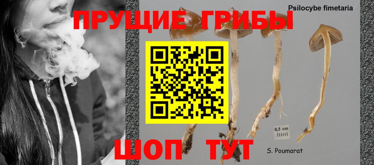 Городец  где найти наркотики  Вход с VPN  Псилоцибиновые грибы ЛСД 